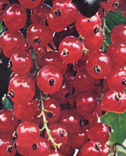 Piante Medicinali Ribes rubrum